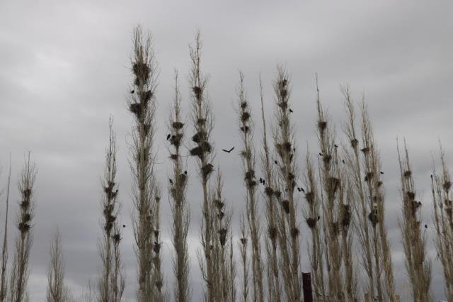40 yıldır kavak ağaçlarına yuva yapan istilacı kargalar, mahalleliye kabusu yaşatıyor
