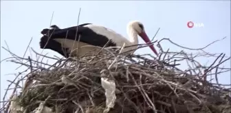 Leylekler mahalleliye rehberlik ediyor, onlar gelince verimde artıyor