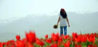 Muş Ovası kıpkırmızı