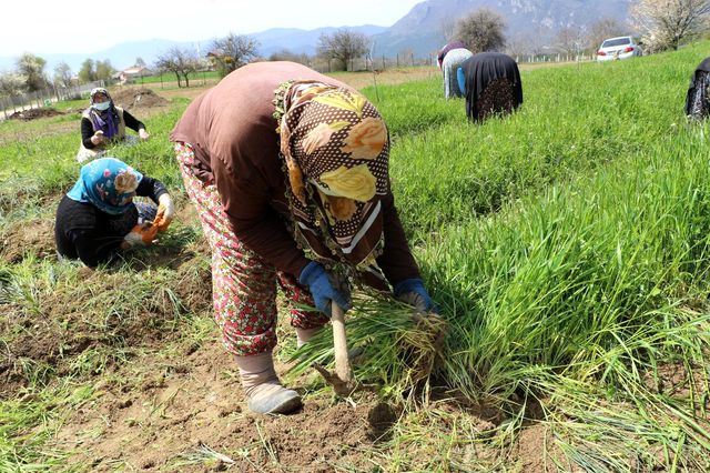 Kilosu 40 bin lira! 'Dünyan en pahalı baharatı' olarak adlandırılan safranda sezon başladı