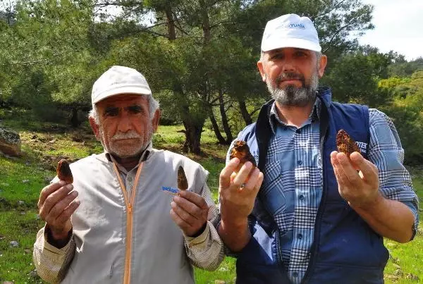 Doğada kendiliğinden yetişen kuzugöbeği mantarının kilosu 200 liradan satılıyor