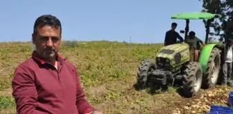 Datça'da patates üretimi tam kapanmada da sürüyor