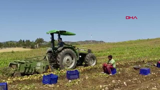 Mevsimin ilk patates hasadı Datça'da yapıldı Mevsimin ilk patates hasadı Datça'da yapıldı