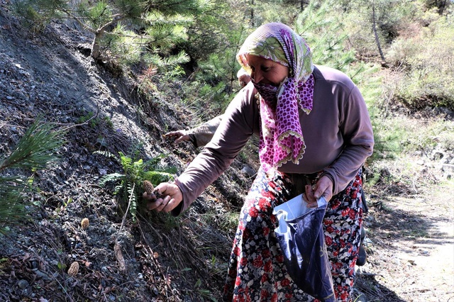 Ormanda dedektif gibi arayıp topladıkları kuzugöbeği mantarının kilosunu 150 TL'den satıyorlar Ormanda dedektif gibi arayıp topladıkları kuzugöbeği mantarının kilosunu 150 TL'den satıyorlar