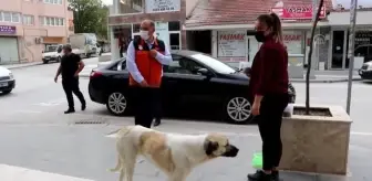 Burdur'un Gölhisar ilçesinde Vefa Sosyal Destek Grupları, tam kapanmada yiyecek bulmakta zorlanan sokak hayvanlarını besledi.