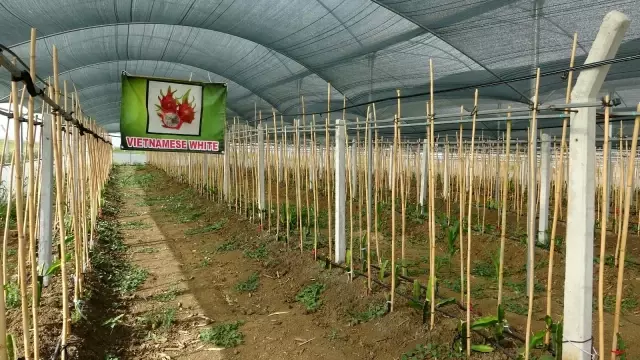 Denemek için diktiği ejder meyvesinin serasını kurdu! İlk sezonda 100 bin TL kazanacak