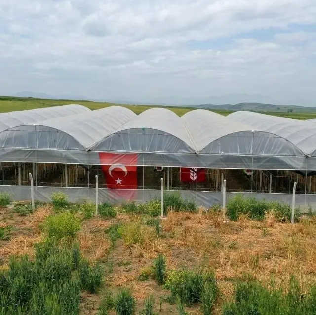 Denemek için diktiği ejder meyvesinin serasını kurdu! İlk sezonda 100 bin TL kazanacak