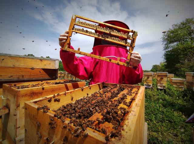 Gram gram sağılan arı sütünün kilosu 8 bin liradan satılıyor