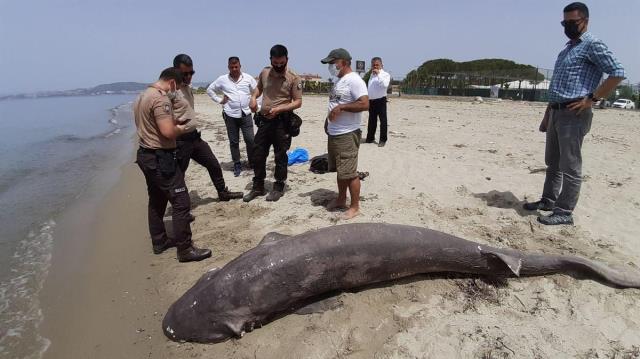 Kuşadası sahilde 3.7 metre uzunluğunda ölü bir köpekbalığı bulundu