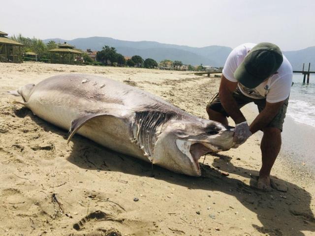 Kuşadası sahilde 3.7 metre uzunluğunda ölü bir köpekbalığı bulundu