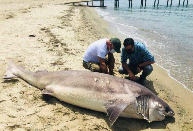 Kuşadası sahilde 3.7 metre uzunluğunda ölü bir köpekbalığı bulundu