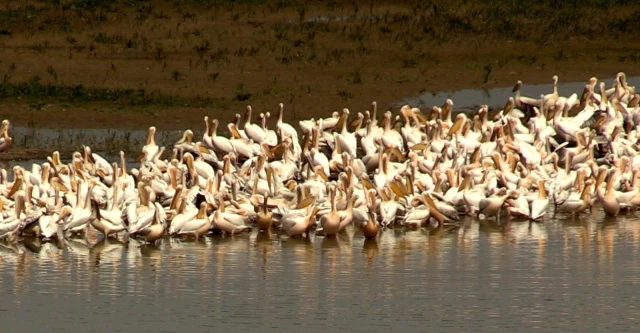 Pelikanların sudaki senfonisi büyüledi
