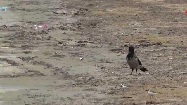 Marmara'da denizin dibi zindana döndü Marmara'da denizin dibi zindana döndü