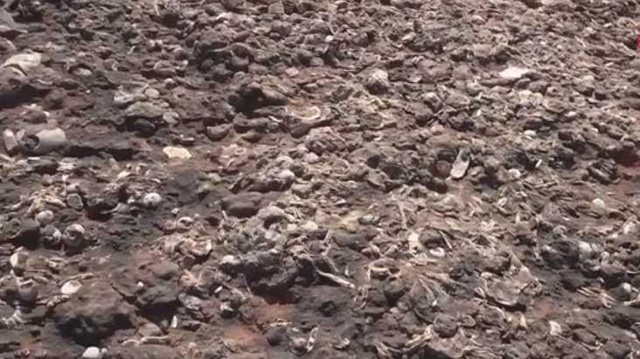 Ordu'da dinazorlar çağına ait fosillerin bulunduğu iddia edildi Ordu'da dinazorlar çağına ait fosillerin bulunduğu iddia edildi
