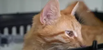 Tavşanlı'da FİP hastalığına yakalanan kedi 'Cesur' tedavi ediliyor