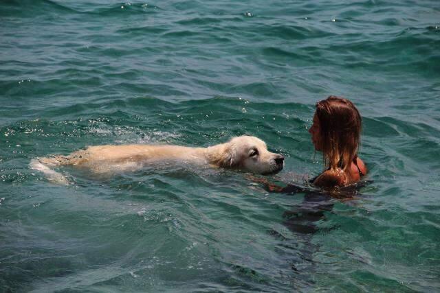Antalya sahilleri onlara kaldı! Rus turist, köpeğini de 9 kilometre uçak yolculuyla tatile getirdi