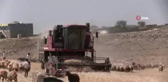 Kuraklık nedeniyle mercimek hasadına erken başlandı