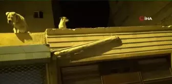 Son Dakika | Sahur vakti kumar operasyonu... Güvenlik kameraları ile donatılan kumarhanede kumarcılar kendini köpeklerle korudu