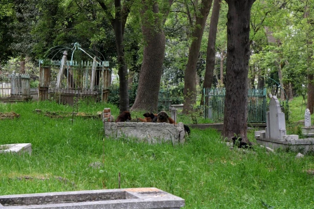 Mezarlığa dadanan köpekler mahalleliyi canından bezdirdi