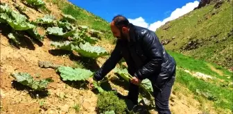 Vatandaşların 'yayla muzu' mesaisi