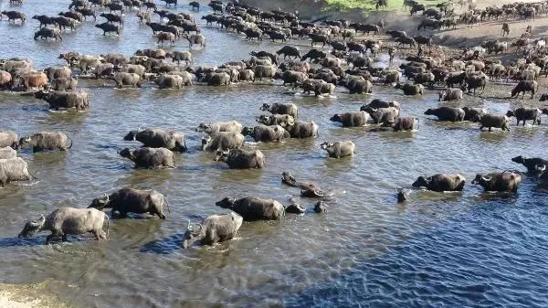 Serengeti değil Balıklı! Mandaların dereyle buluşma anı görsel şölen oluşturuyor