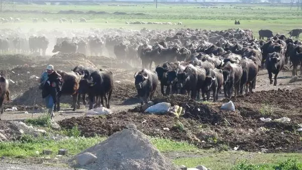 Serengeti değil Balıklı! Mandaların dereyle buluşma anı görsel şölen oluşturuyor