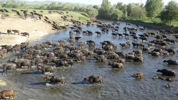 Serengeti değil Balıklı! Mandaların dereyle buluşma anı görsel şölen oluşturuyor