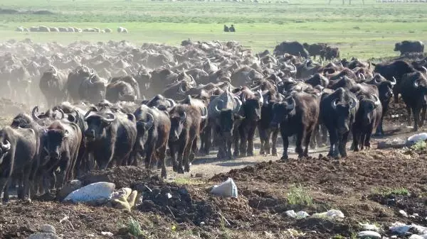 Serengeti değil Balıklı! Mandaların dereyle buluşma anı görsel şölen oluşturuyor