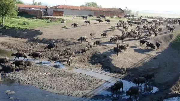 Serengeti değil Balıklı! Mandaların dereyle buluşma anı görsel şölen oluşturuyor