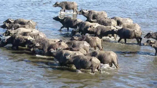 Serengeti değil Balıklı! Mandaların dereyle buluşma anı görsel şölen oluşturuyor