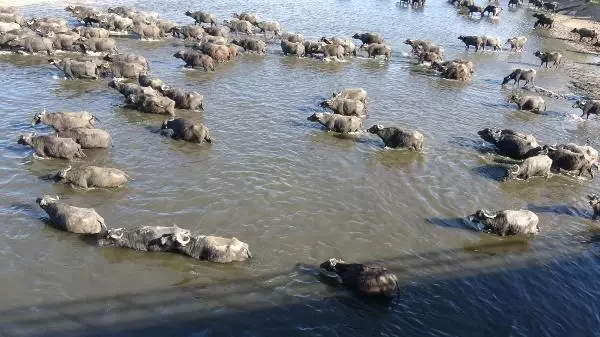 Serengeti değil Balıklı! Mandaların dereyle buluşma anı görsel şölen oluşturuyor