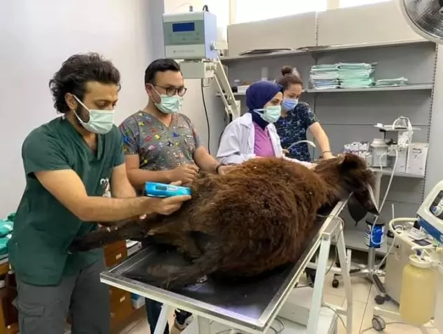 Ünlü oyuncu Melis Sezen, dizi çekimine giderken gördüğü yaralı sıpanın yardımına koştu