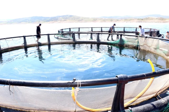 Denizi olmayan Yozgat'ta yılda 60 ton balık üretiyor