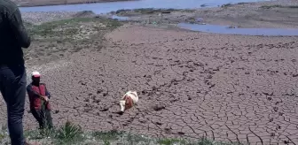 Çamura saplanan inekleri itfaiye kurtardı