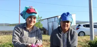 Isparta'da gül hasadı başladı