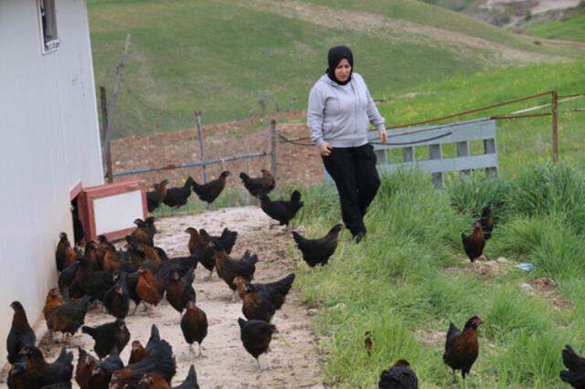 Yastık altındaki altınları ekonomiye kazandırdı, tavuk çiftliği sahibi oldu