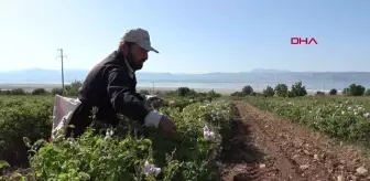 Gül tarlalarında buruk hasat