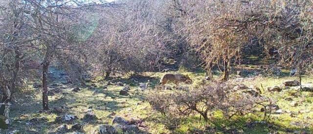 Uzun yıllar sonra ilk kez İzmir'de kurt görüntülendi