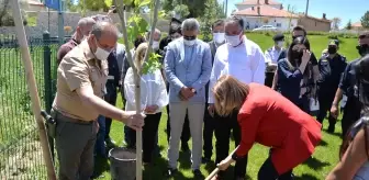 'Hacı Bektaş Veli Yılı' etkinlikleri kapsamında 500 fidan toprakla buluşturuldu
