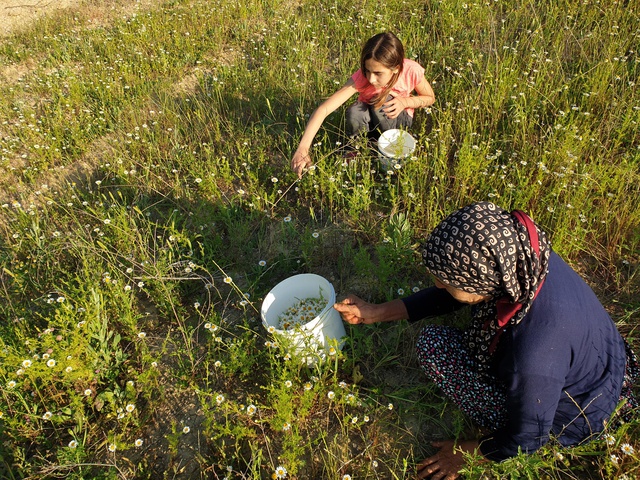 Kadınlar topladıkları papatyaları ilaç ve kozmetik sektörü için kurutup satıyor Kadınlar topladıkları papatyaları ilaç ve kozmetik sektörü için kurutup satıyor