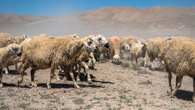 Çiftçiler daha önce böyle bir kuraklık görmedi! Konya Ovası'nda tarlalar mera oldu