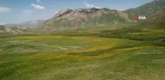 Faraşin Yaylasındaki renk cümbüşü görenleri hayran bıraktı