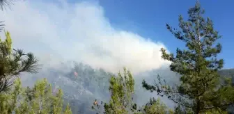 Mersin'de orman yangını