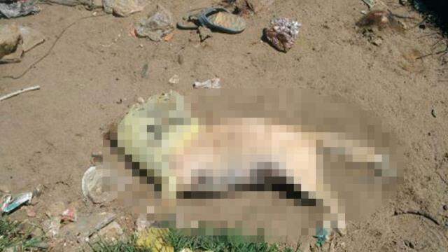 Sokak hayvanlarını beslemek için çöplüğe gidenler 17 köpek ölüsü buldu Sokak hayvanlarını beslemek için çöplüğe gidenler 17 köpek ölüsü buldu