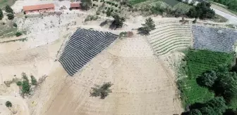 Göynükbelen Mahallesi'nde yaban mersini üretimine ORKÖY desteği