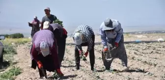 Niğde'de üretilen lahananın yüzde 80'i dış pazara