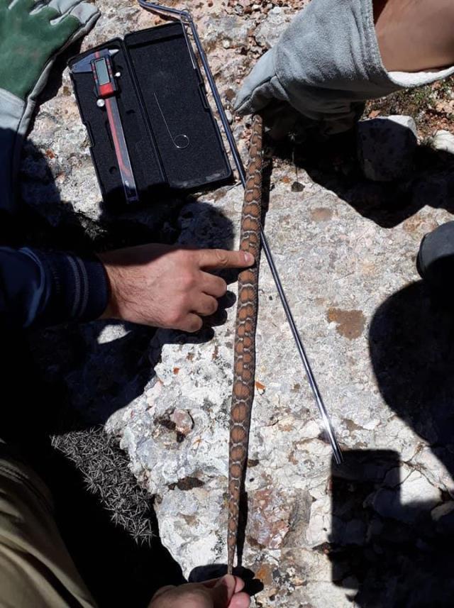 Sivas'ta nesli tükenme tehlikesi ile karşı karşıya olan beyaz bantlı dağ engereği görüldü Sivas'ta nesli tükenme tehlikesi ile karşı karşıya olan beyaz bantlı dağ engereği görüldü