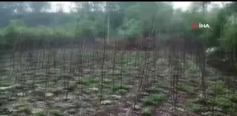 Tokat'ta dolu yağışı