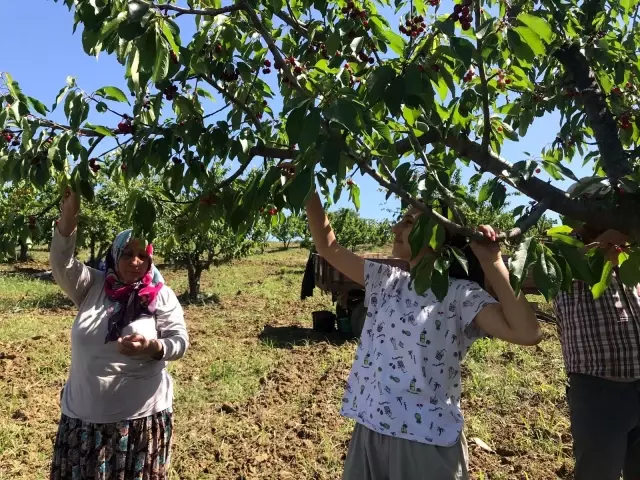 Sezonun ilk kirazları 'açık artırma' ile satıldı! Tarlada 10, markette 30 TL