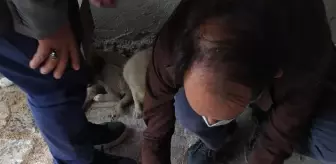 Afyonkarahisar'da otomobilin çarptığı yavru köpek tedavi edildi